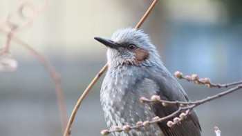 Brown-eared Bulbul 帷子川 Tue, 3/21/2023