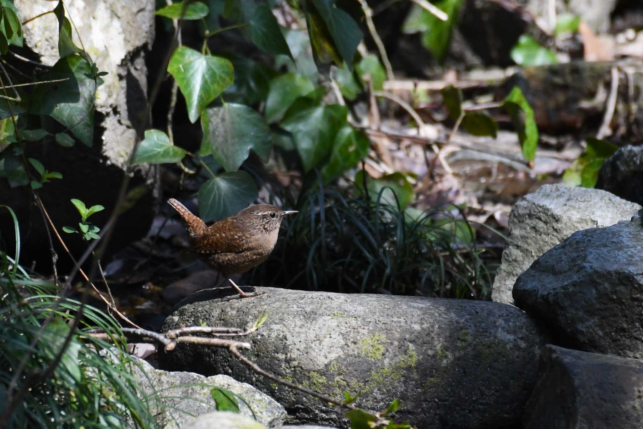 Photo of Eurasian Wren at 石川健民海浜公園 by Semal