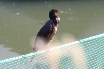 カワウ 夙川河川敷緑地(夙川公園) 2023年1月12日(木)