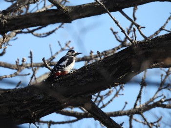 Great Spotted Woodpecker 北海道帯広市 Tue, 3/21/2023