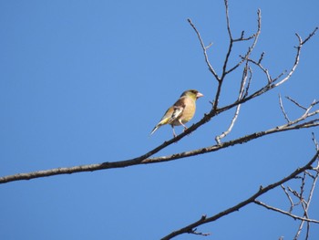 2023年3月21日(火) 北海道帯広市の野鳥観察記録