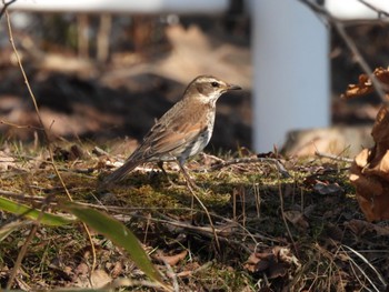 Dusky Thrush 北海道帯広市 Tue, 3/21/2023