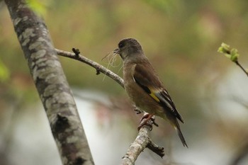 Grey-capped Greenfinch Miharashi Park(Hakodate) Sun, 5/13/2018