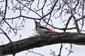 Great Spotted Woodpecker 弘前城公園 Tue, 3/21/2023