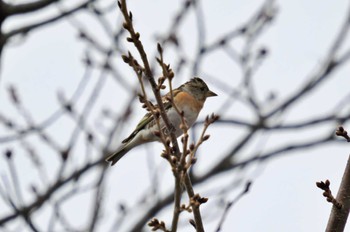 Brambling 弘前城公園 Tue, 3/21/2023