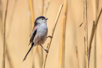 Long-tailed Tit 加古大池 Tue, 2/28/2023