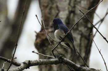 Blue-and-white Flycatcher Miharashi Park(Hakodate) Sun, 5/13/2018