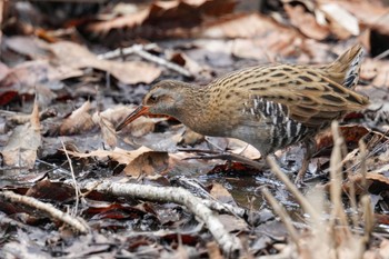 Brown-cheeked Rail Kodomo Shizen Park Tue, 3/21/2023