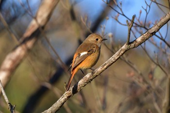 2023年3月20日(月) 長浜公園の野鳥観察記録