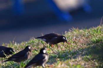 ムクドリ 長浜公園 2023年3月20日(月)