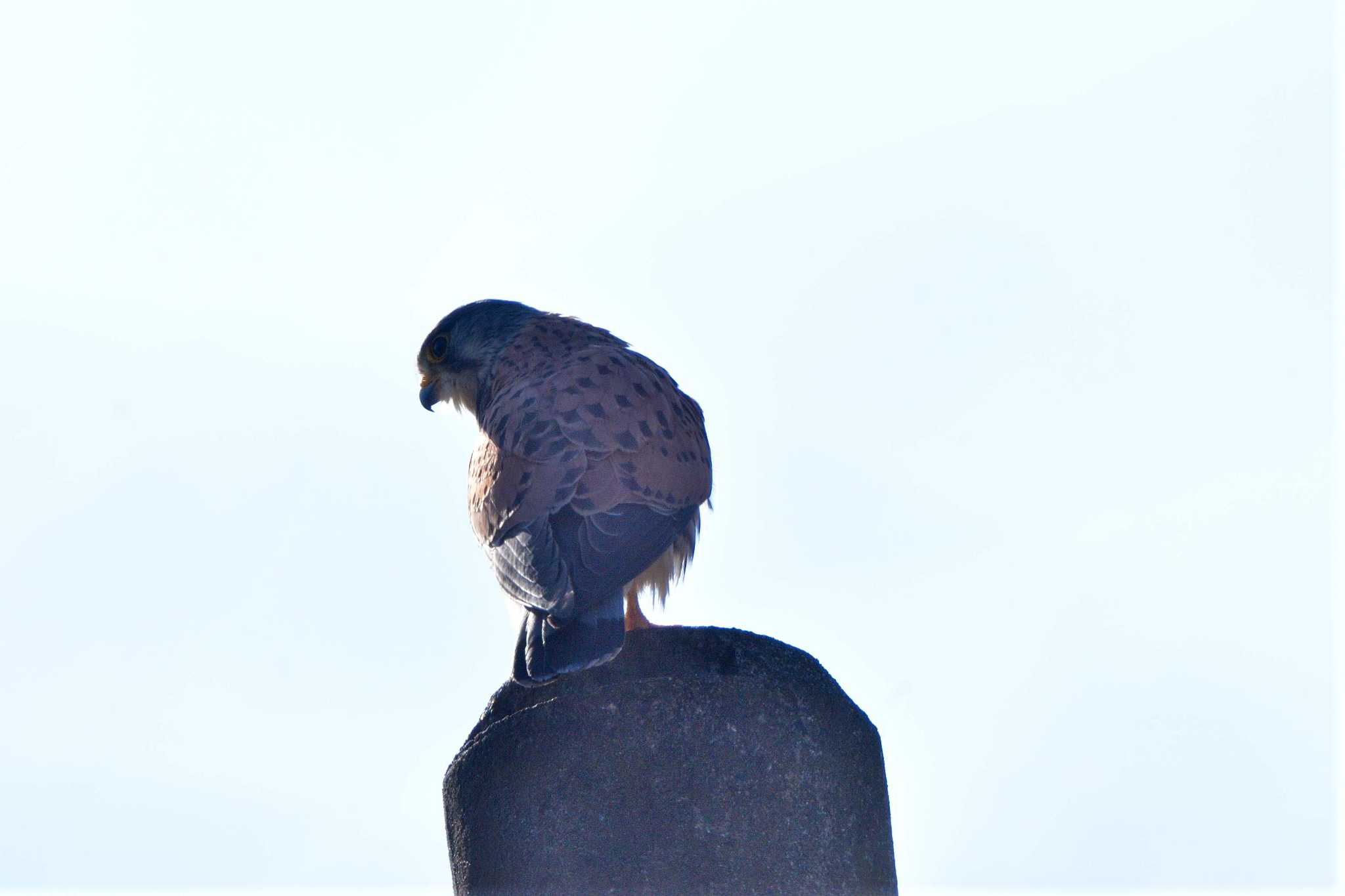 長浜公園 チョウゲンボウの写真 by やなさん