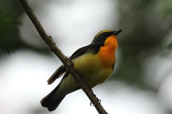 キビタキ 北海道 函館市 見晴公園 2018年5月13日(日)