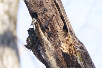 Eurasian Treecreeper Senjogahara Marshland Tue, 3/21/2023