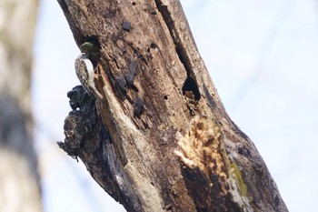 Eurasian Treecreeper Senjogahara Marshland Tue, 3/21/2023