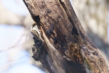 Eurasian Treecreeper Senjogahara Marshland Tue, 3/21/2023