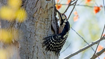 Great Spotted Woodpecker 北海道立真駒内公園 Mon, 5/7/2018