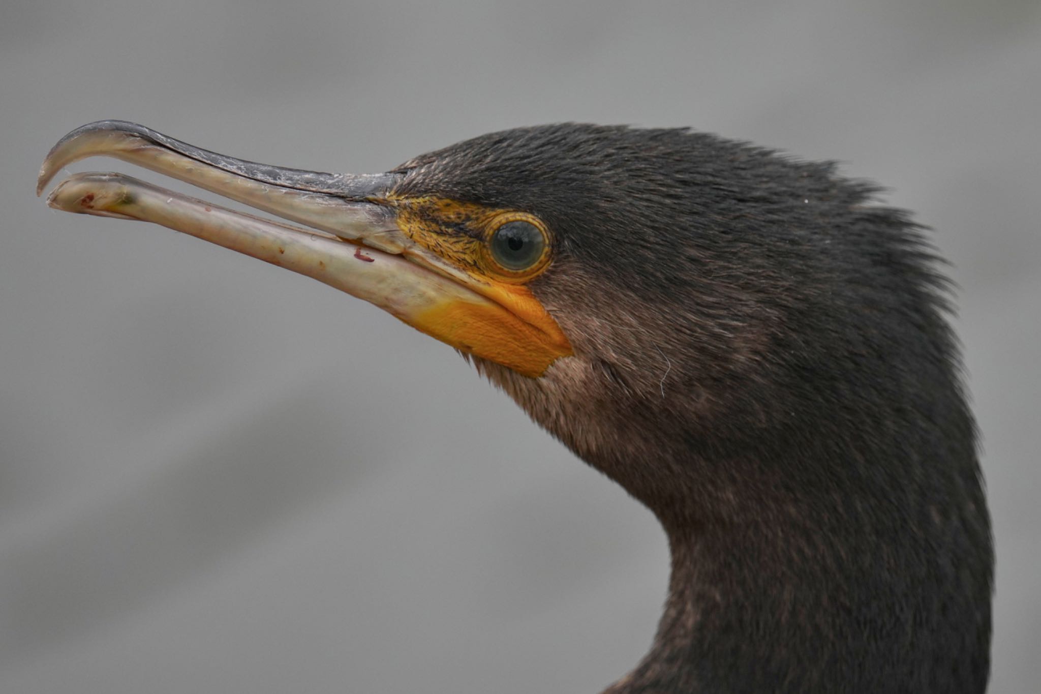 こども自然公園 (大池公園/横浜市) カワウの写真 by アポちん