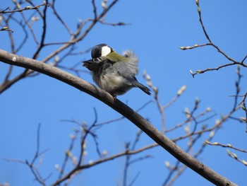 Japanese Tit 玉川上水 Wed, 3/22/2023