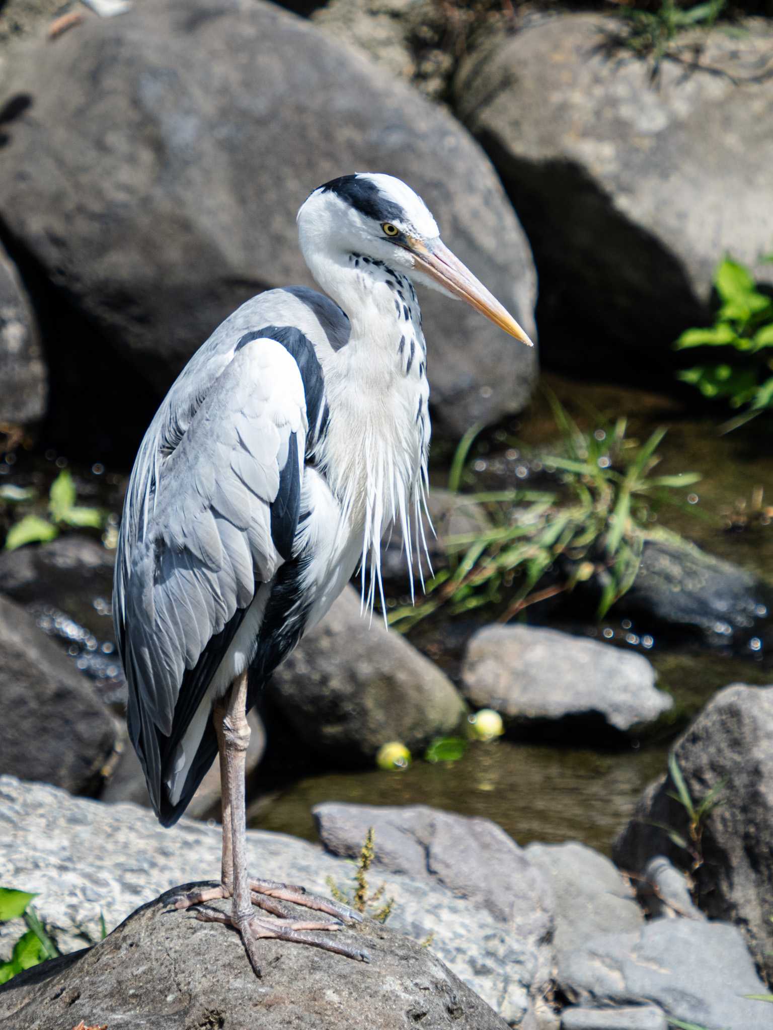 Photo of Grey Heron at 中島川 石橋群周辺(長崎市) by ここは長崎