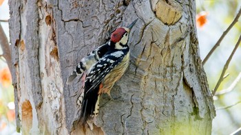 アカゲラ 北海道立真駒内公園 2018年5月7日(月)