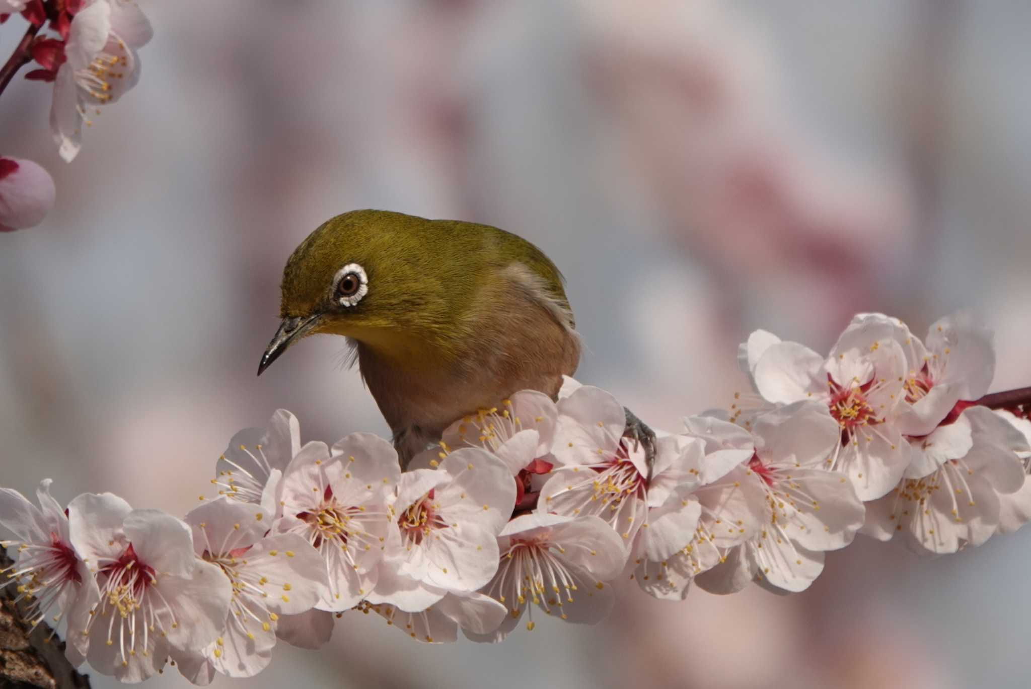 大阪城公園 メジロの写真 by テツ