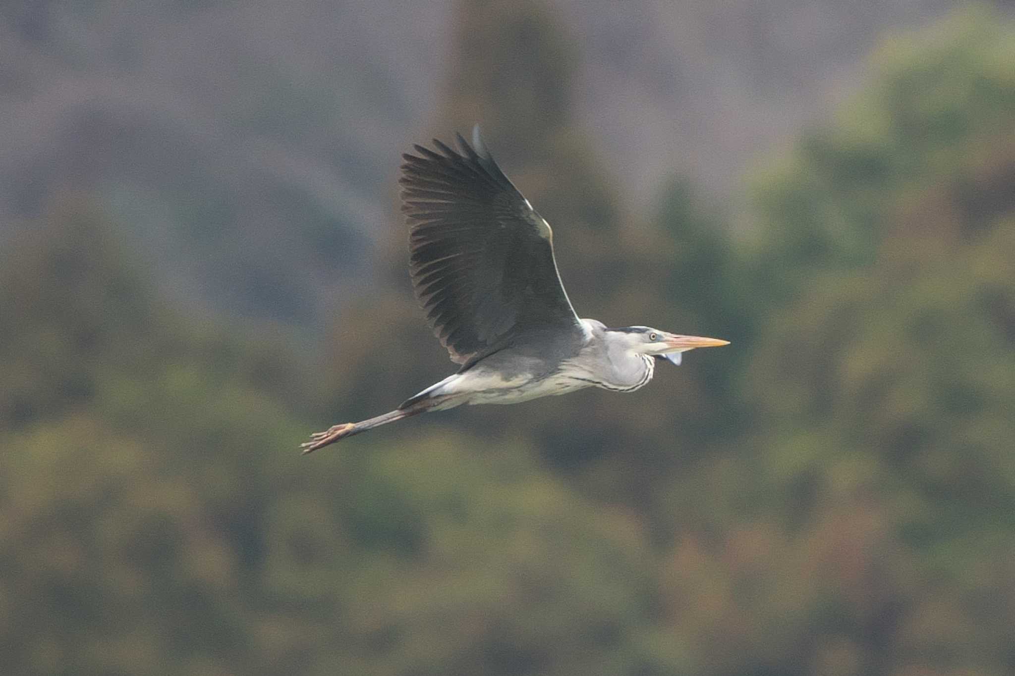 丹沢湖・世附川 アオサギの写真 by Y. Watanabe