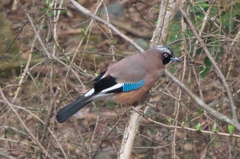 Tue, 3/21/2023 Birding report at 丹沢湖・世附川