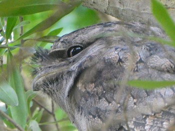 Tawny Frogmouth North Ryde, NSW, Australia Wed, 3/22/2023