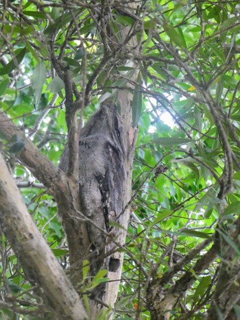 Tawny Frogmouth North Ryde, NSW, Australia Wed, 3/22/2023