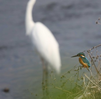 Common Kingfisher 玉川(厚木市) Wed, 3/22/2023