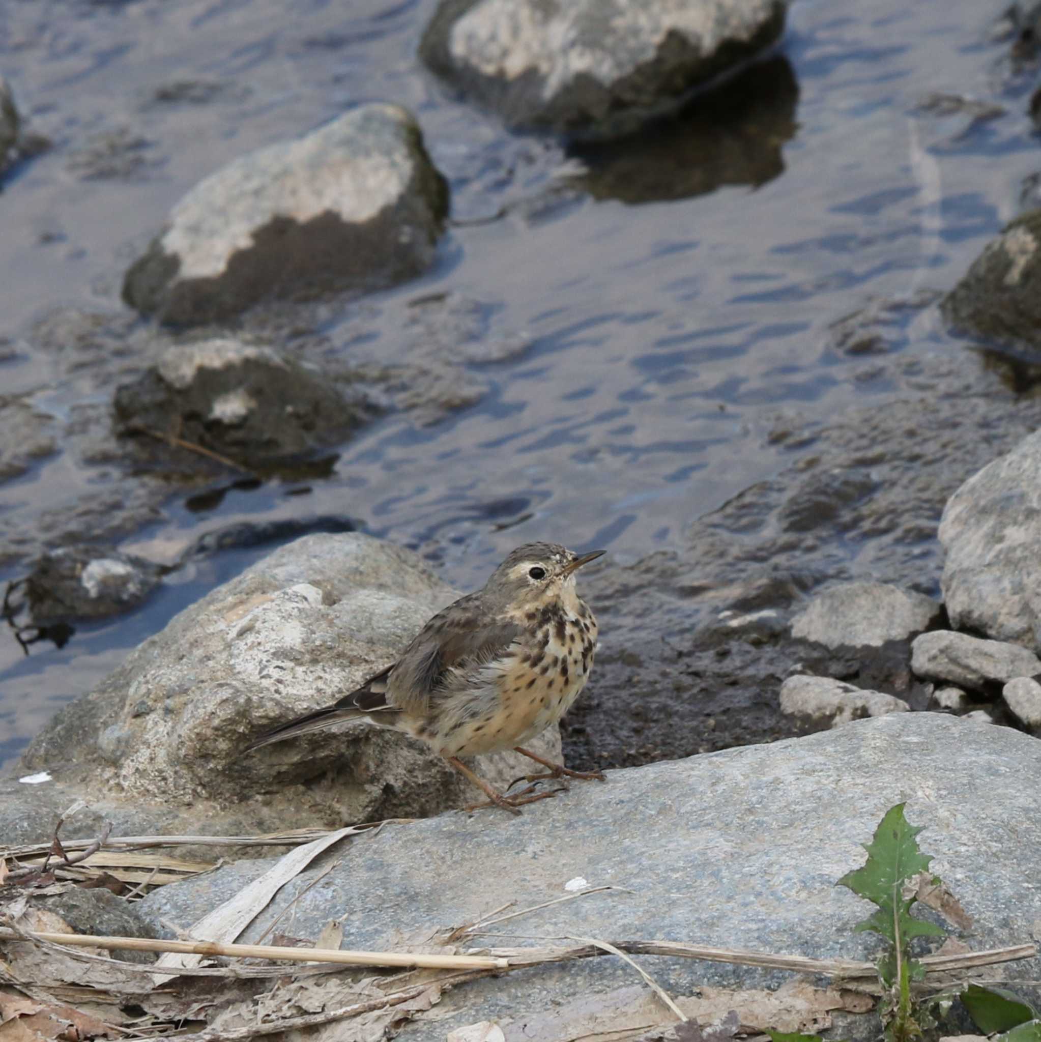 Photo of Water Pipit at 玉川(厚木市) by Tak4628