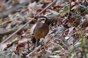 カオジロガビチョウ 嶺公園 2023年3月21日(火)