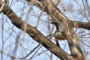 アオゲラ 嶺公園 2023年3月21日(火)