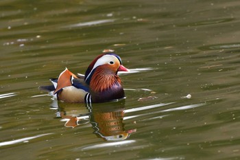 Tue, 3/21/2023 Birding report at Mine Park