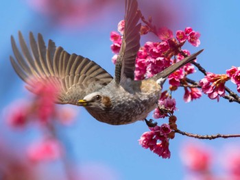 Brown-eared Bulbul 浦上川遊歩道(長崎市) Tue, 3/7/2023