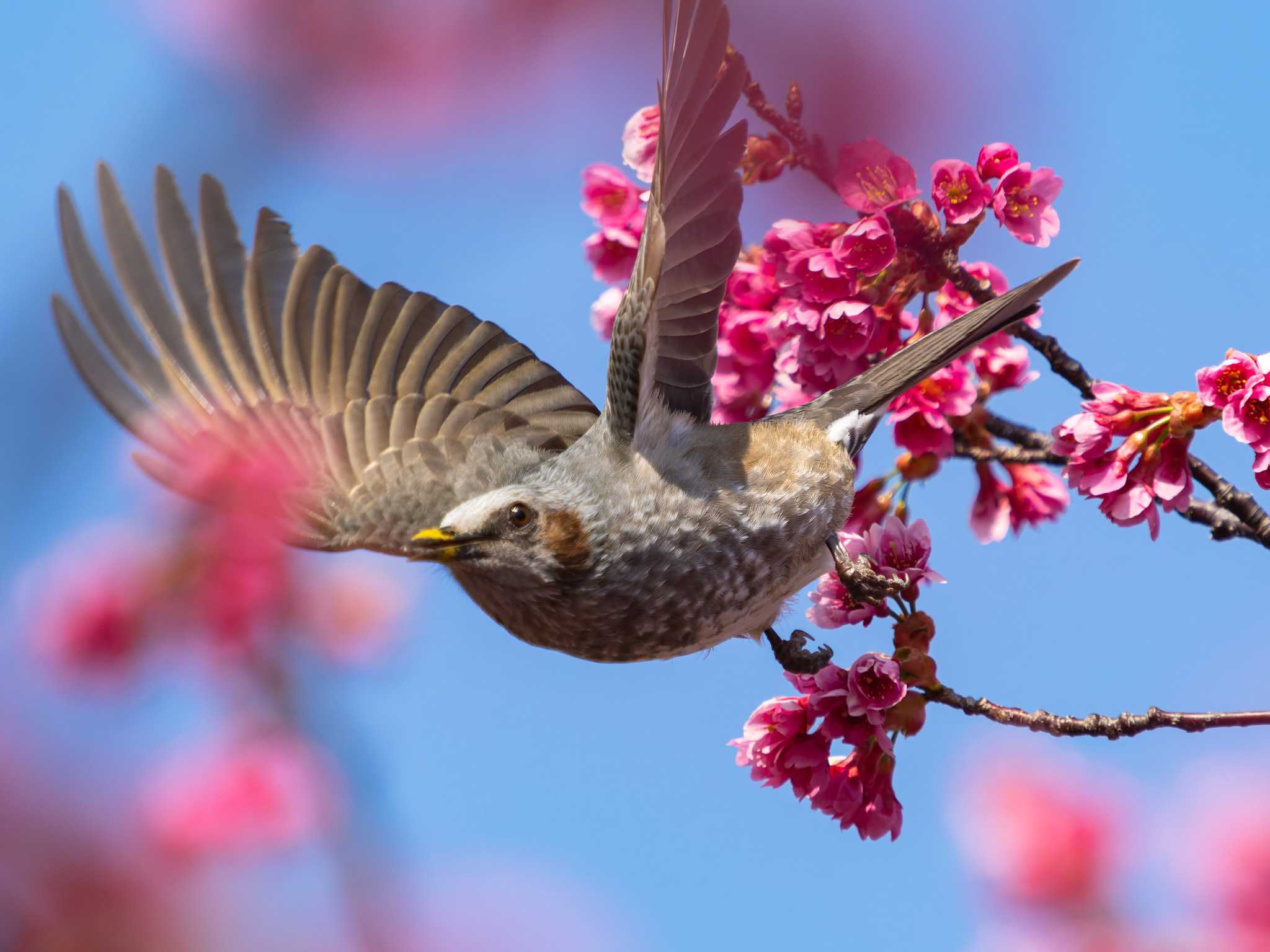 Photo of Brown-eared Bulbul at 浦上川遊歩道(長崎市) by ここは長崎