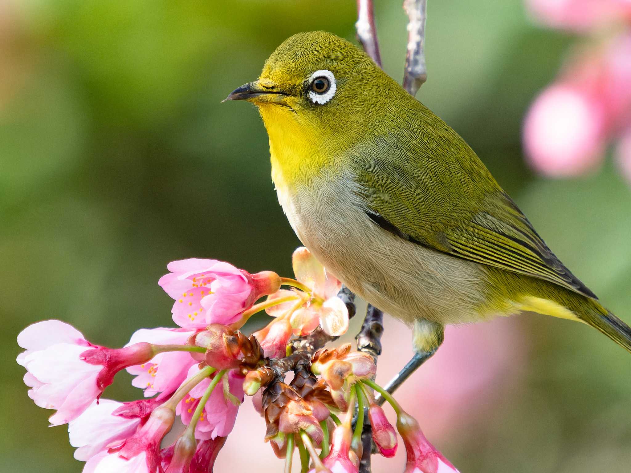 Photo of Warbling White-eye at 浦上川遊歩道(長崎市) by ここは長崎