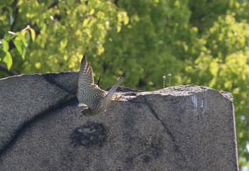 Common Kestrel 大阪府大阪市 Sat, 5/5/2018