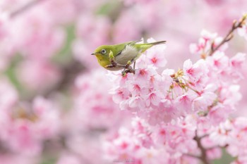 メジロ 薬師池公園 2023年3月12日(日)