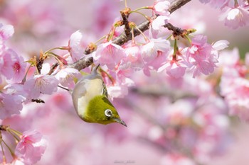 メジロ 薬師池公園 2023年3月12日(日)