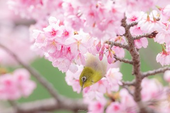 メジロ 薬師池公園 2023年3月12日(日)