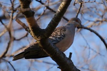 キジバト 桜川(水戸市) 2023年3月22日(水)