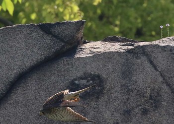 Common Kestrel 大阪府大阪市 Sat, 5/5/2018