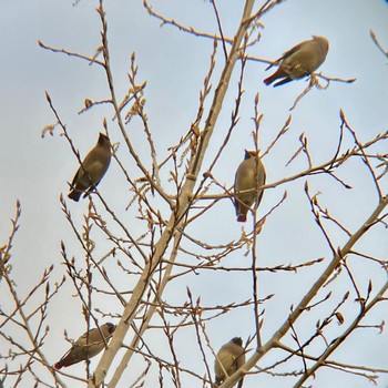 2023年3月22日(水) 神戸大学の野鳥観察記録