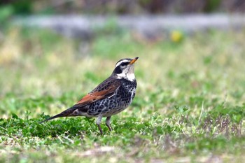 ツグミ 加木屋緑地 2023年3月21日(火)