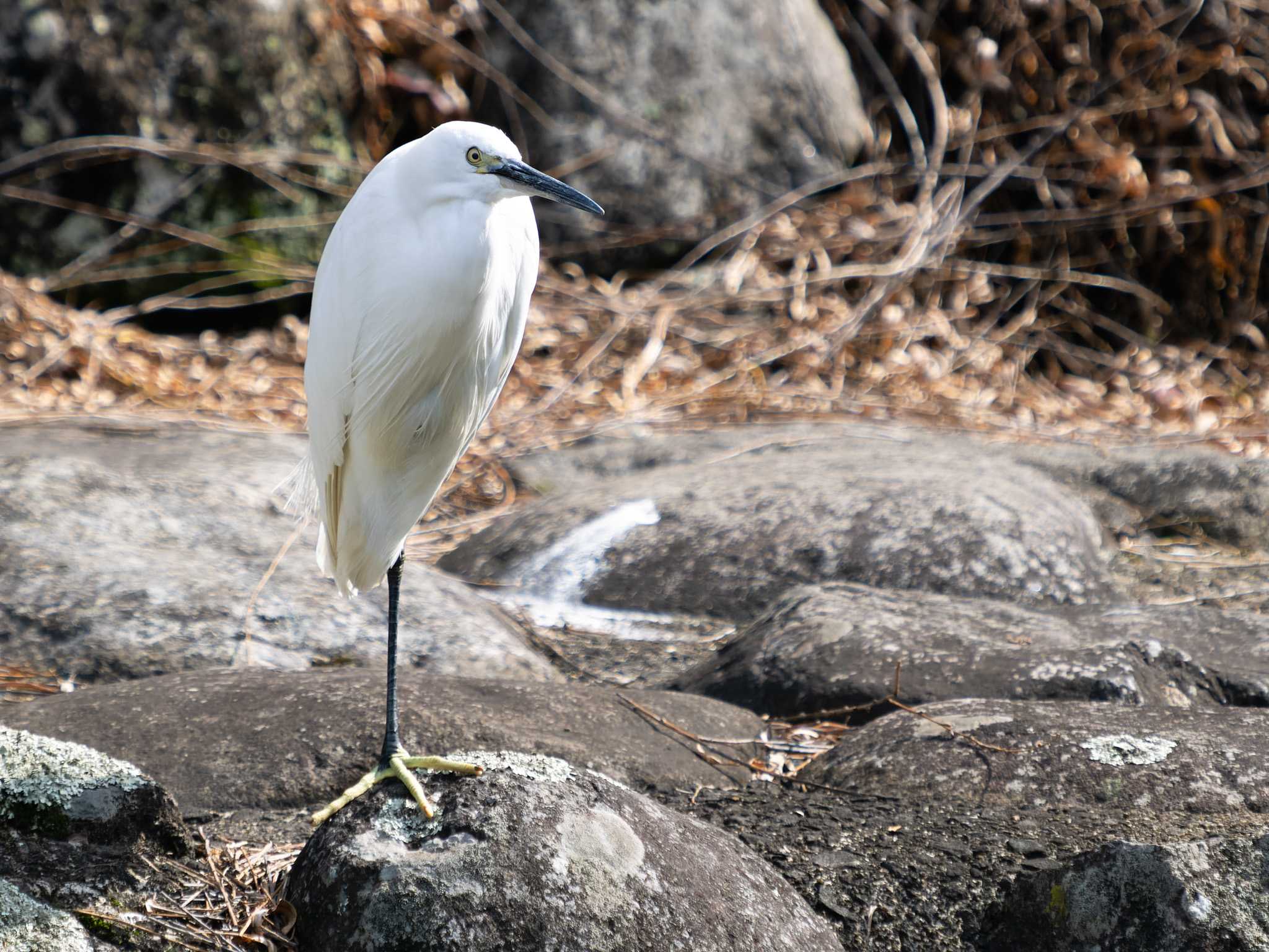 Photo of Little Egret at 中島川 石橋群周辺(長崎市) by ここは長崎