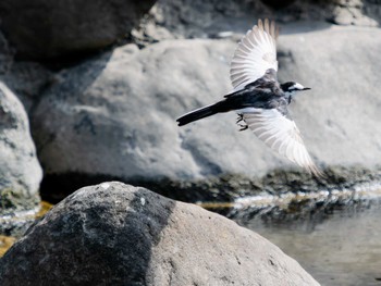 2023年3月8日(水) 中島川 石橋群周辺(長崎市)の野鳥観察記録