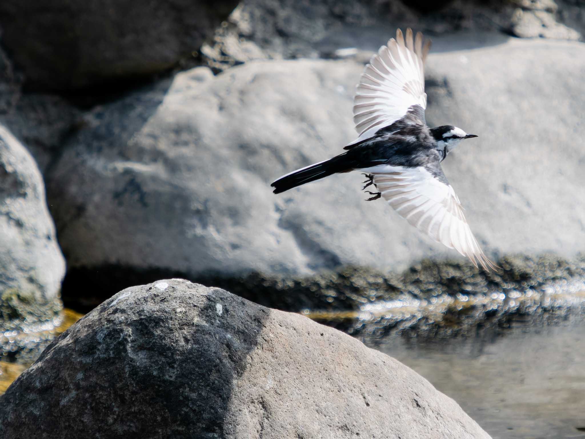 Photo of White Wagtail at 中島川 石橋群周辺(長崎市) by ここは長崎