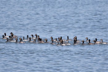 ハジロカイツブリ 葛西臨海公園 2023年3月20日(月)