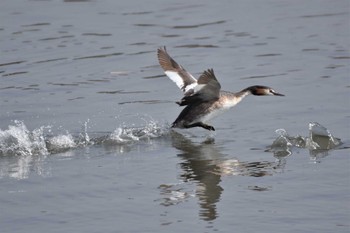 カンムリカイツブリ 葛西臨海公園 2023年3月22日(水)